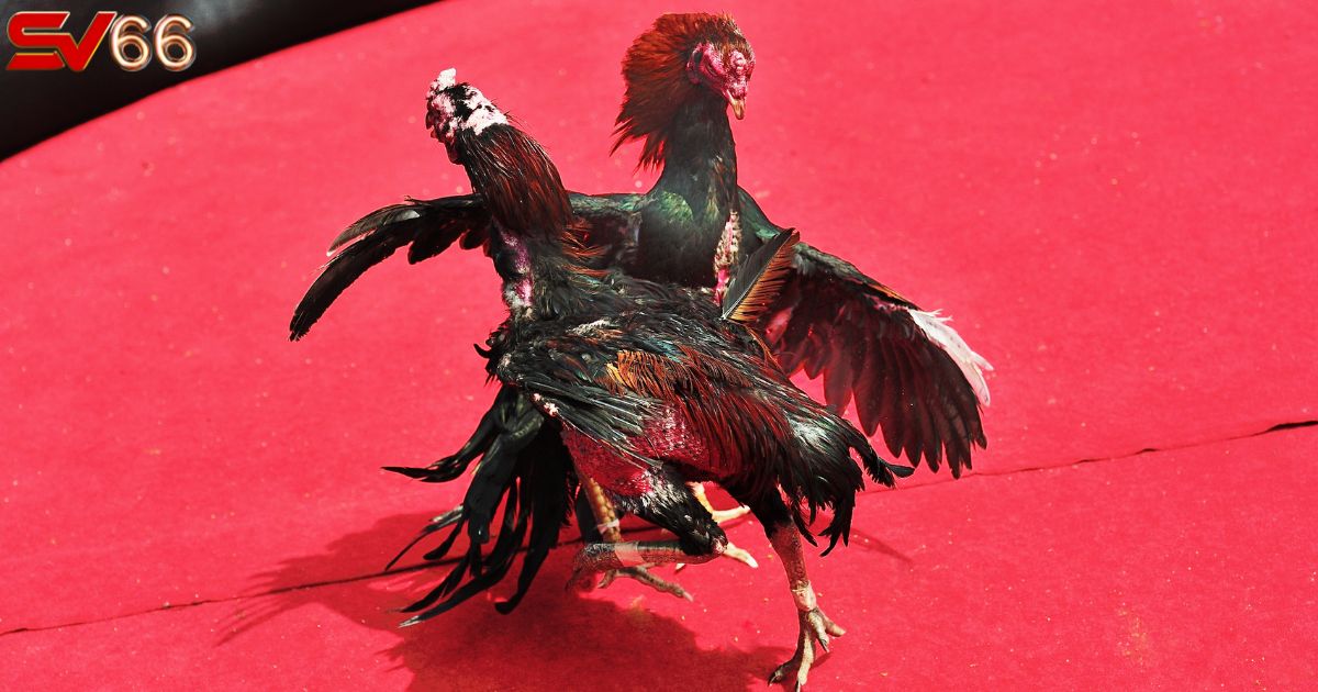 Đá gà SV66 - Game siêu giải trí cho cánh đàn ông