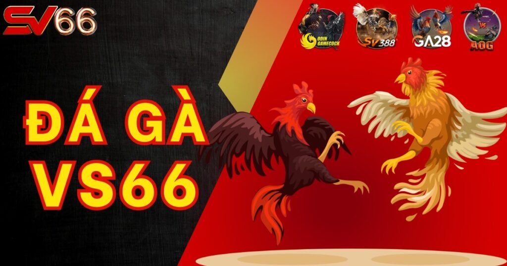 Đá Gà SV66 - Sới cược cho kê thủ Việt Nam uy tín nhất