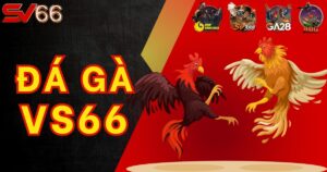Đá Gà SV66 - Sới cược cho kê thủ Việt Nam uy tín nhất